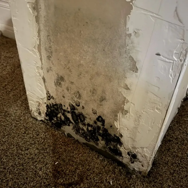Professional Mold Removal in McLeod County, MN